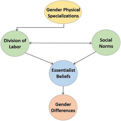 Frontiers Linking Gender Differences With Gender Equality A